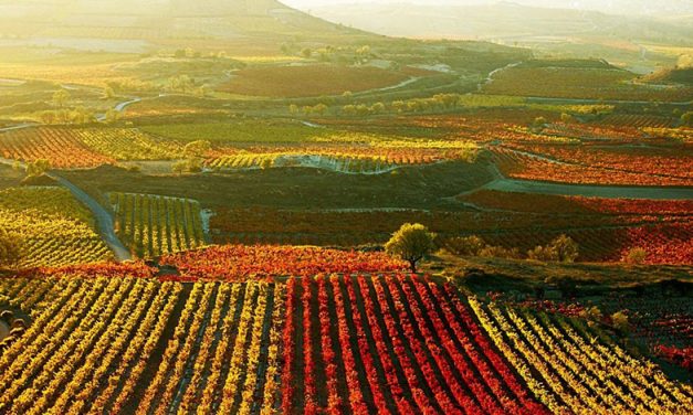Conoce la magnífica Ruta del Vino.