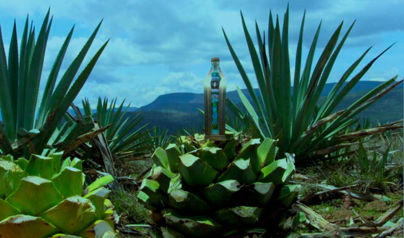 Mezcal Guendá, más que un concepto es un estilo de vida