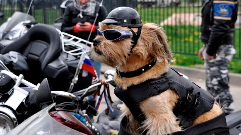 Venta > mochila para perro en moto > en stock