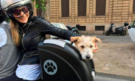 ¿Cómo viajar en moto con tu mascota?