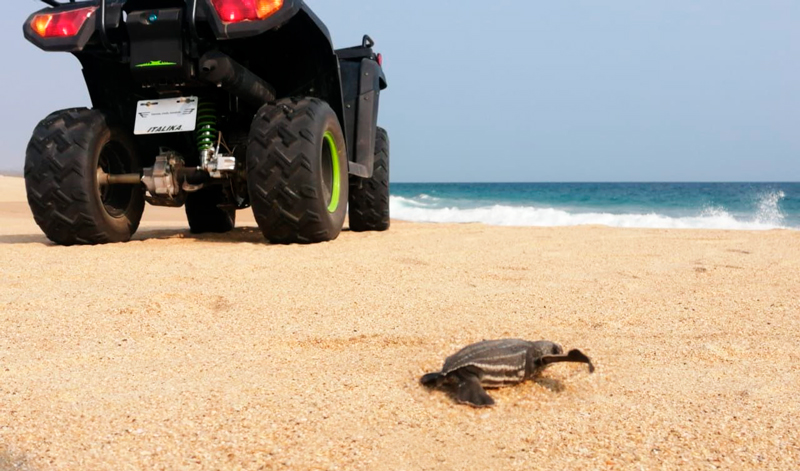ITALIKA dona cuatrimotos para protección de tortugas en playas de Oaxaca